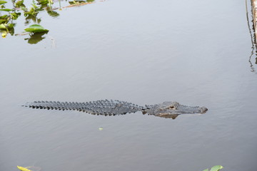 Wild crocodile in the Everglades