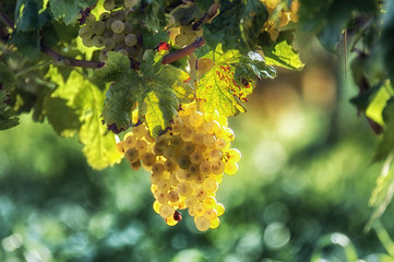  Włoskie winogrona