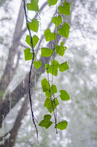 Naklejka dekoracyjna green leaf