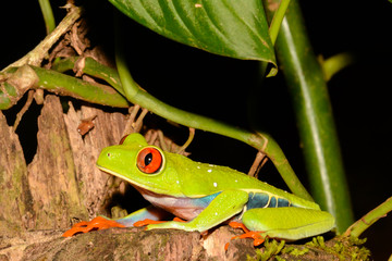 Wall Mural - A close up of a Red-eyed Tree Frog