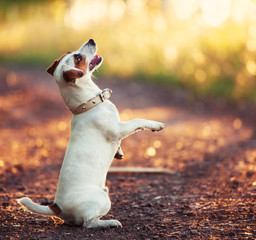 Wall Mural - Dog training outdoors