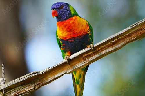 Fototapeta na szkło Australian Rainbow Lorikeet - Gold Coast, Queensland Australia