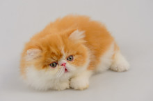 Exotic Longhair Cat On White Background, Red Tabby And White