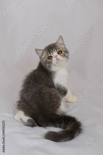 Exotic Shorthair Cat On White Background Blue Tabby And White
