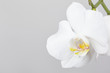 Flower white orchid closeup