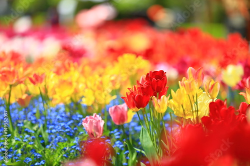 カラフルな花畑 Stock 写真 Adobe Stock カラフルな花畑 Stock 写真 Adobe Stock