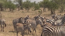 CLOSE UP, AERIAL: Flying Around Big Family Of Plains Zebras Grouping On Vast Arid African Savannah Grassland Woodland Under The Shade Of Fever Trees In Serengeti National Park On Beautiful Sunny Day