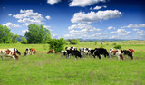 Fototapeta  - Cows grazing on pasture
