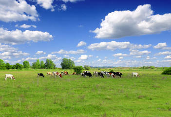 Canvas Print - Cows grazing on pasture