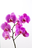 Fototapeta Storczyk - Pink beautiful orchid on colored background.