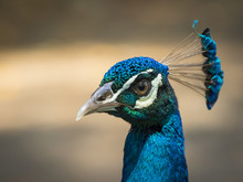 Image Of A Peacock Head On Nature Background. Wild Animals.