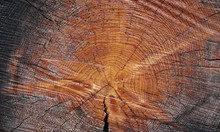Cross Section Of Tree Trunk