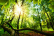 Green beech forest with bright beautiful sun beams, framed by foreground foliage and a fallen tree trunk