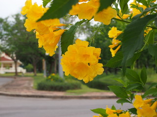 Yellow flowers