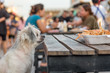 Dog eat a prawn fried shrimp salt feed pet owner