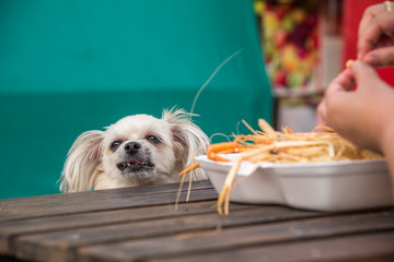 Dog eat a prawn fried shrimp salt feed pet owner