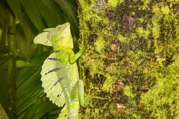 Wall Mural - Emerald Basilisk