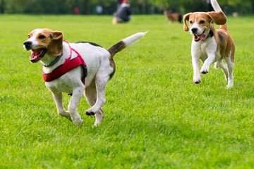 Wall Mural - Group of beautiful funny beagle dogs playing outdoors at spring or summer park.