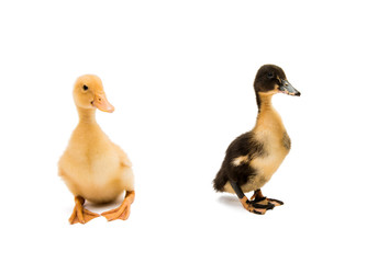 Sticker - Small ducklings