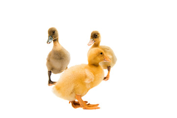 Poster - Small ducklings