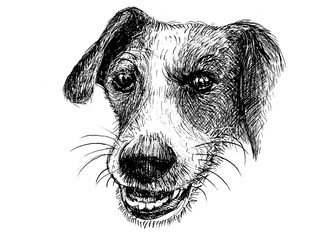 Poster - Vector illustration of a hand drawn honest dog,Sketch of Dog by pen