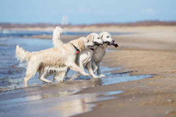 Sticker - three golden retriever dogs carrying a stick together on a beach