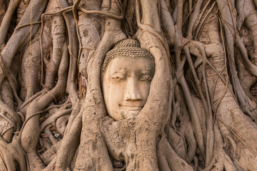 Wall Mural - Buddha Head in Tree Roots in Wat Mahathat , Ayuthaya , Thailand