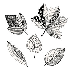 Wall Mural - Set of decorative leaves, doodle sketch, Vector illustration, isolated on white