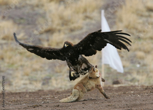 A Golden Eagle Claws A Fox During A Traditional Hunting