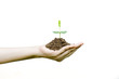 plant growing with soil on woman hands on white background