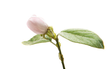 Poster - Quince flower