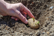 Planting Potatoes With Sprouts In The Hole