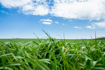 Green grass, a distant prospect, clean air and a beautiful blue sky