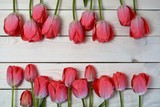 Fototapeta Kwiaty - tulipan