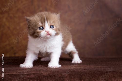 Niedliche Britisch Kurzhaar Bkh Babykatze Kitten Kaufen