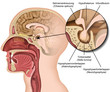 Anatomie Hypophyse und Hypothalamus,vektor illustration