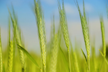 Poster - Green wheat detail