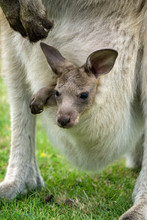 Australian Western Grey Kangaroo With Baby In Pouch, Tasmania, Australia