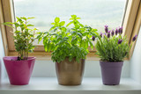 herbs on window sill