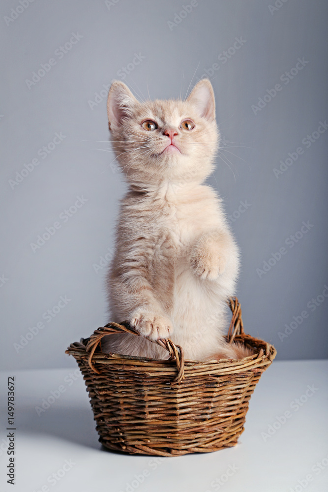 Ginger kitten in basket on grey background