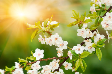 Flowers plum tree in spring covered last snow