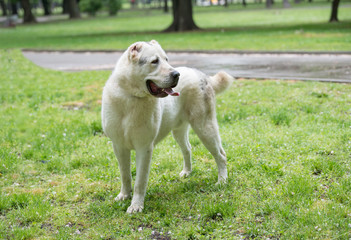 Beautiful Central Asian Shepherd Dog standing in the garden