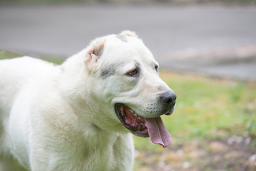 Head shot Central Asian Shepherd Dog.Alabai dog