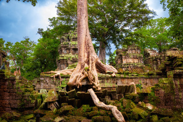 Wall Mural - Ta Prohm temple. Ancient Khmer architecture under the giant roots of a Spung tree at Angkor Wat complex, Siem Reap, Cambodia.