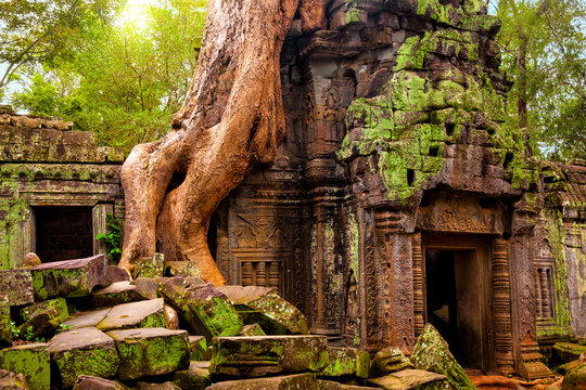 ta prohm temple. ancient khmer architecture under the giant roots of a tree at angkor wat complex, s