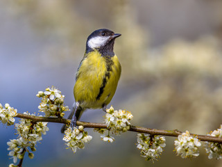 Canvas Print - Great tit in blossom