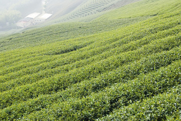 Sticker - Tea farm