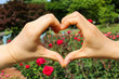Heart Shape Hands at Red Rose Garden 