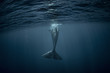 Sperm whale underwater view from back. Whale tail in Atlantic ocean