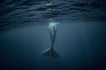 Wall Mural - sperm whale underwater view from back. whale tail in atlantic ocean